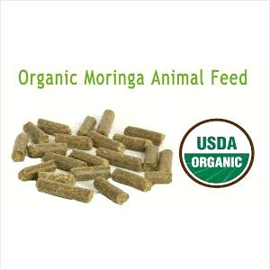 Organic Moringa Animal Feed