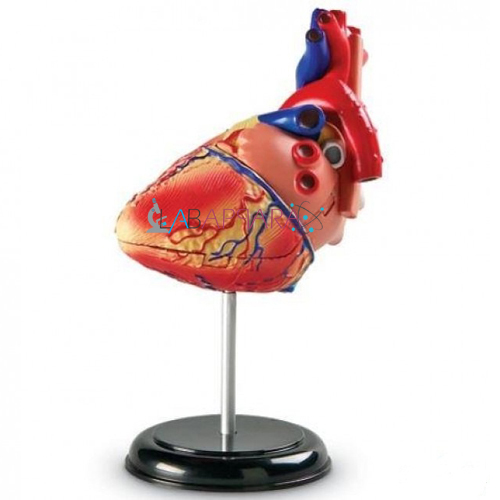 Heart Anatomy Model