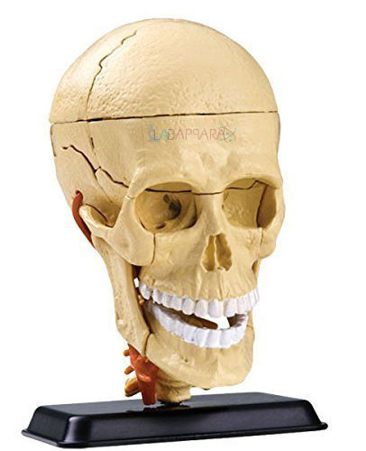 Cranial Nerve Skull Anatomy Model
