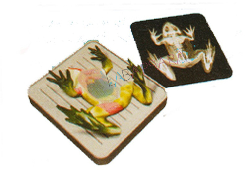 Frog Dissection Kit
