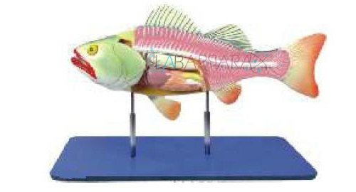 Bony Fish General Anatomy