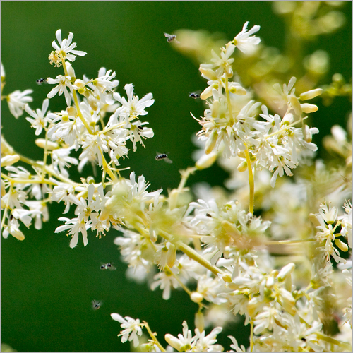 Moringa Powder And Flower