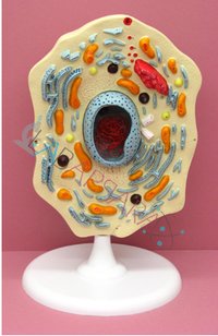 Animal Cell Model