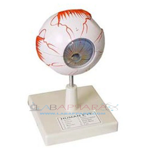 आँख का गोला