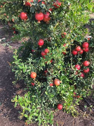 Pomegranate