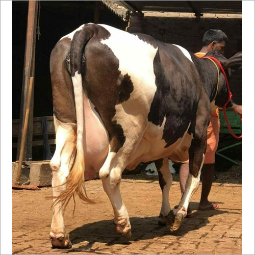 Black And White Pure Australian Cow
