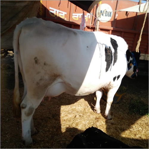 Black And  White Dairy Farm Gir Cow