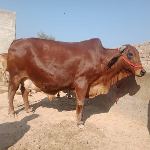 Brown Milking Gir Cow Gender: Female