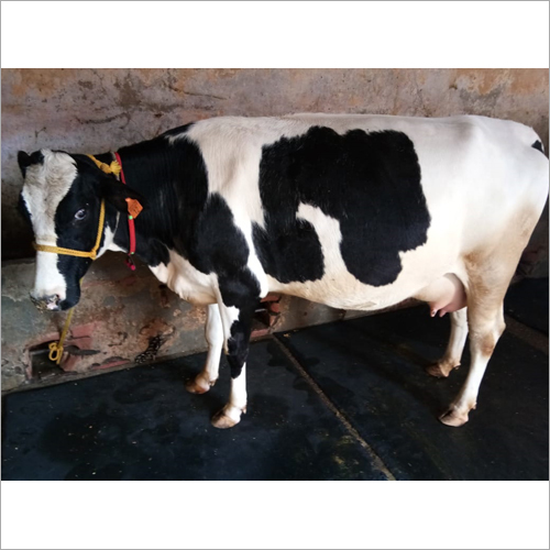 Black And White Milking Heifer Cow