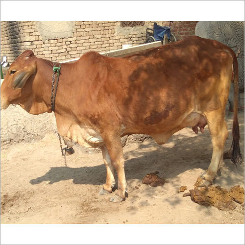 Brown Dairy Jersey Cow