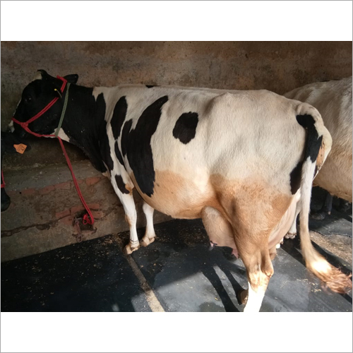 Black And White Pure Jersey Cow