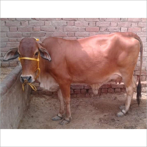 Brown Jersey Cow Gender: Female