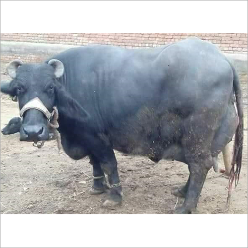 Black Murrah Buffalo Gender: Female