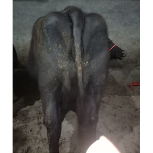 Black Indian Murrah Buffalo