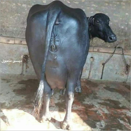 Black Murrah Male Buffalo