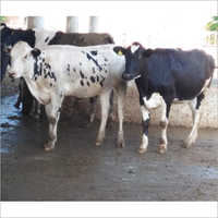 Black And  White Pure Rathi Cow