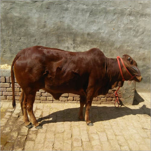 Cattle Brown Sahiwal Cow