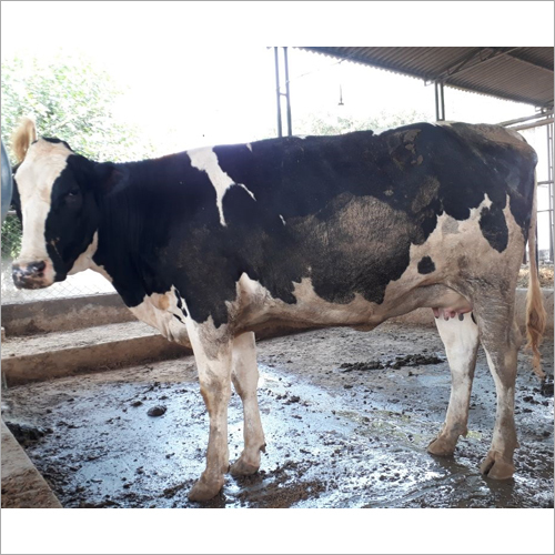Black And White Young Sahiwal Cow