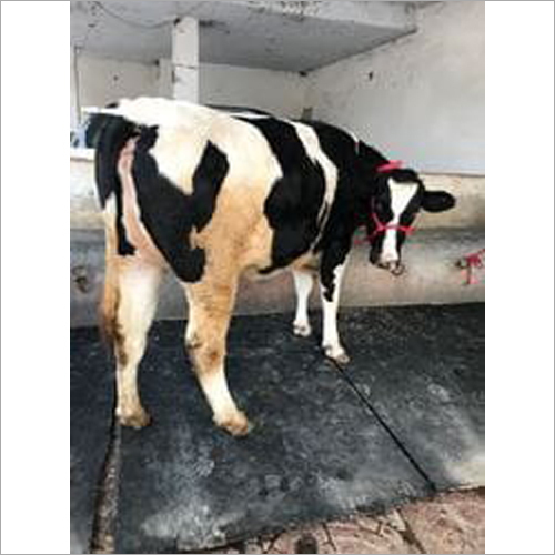 Black And White Sahiwal Female Cow
