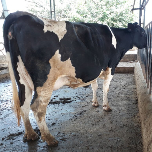 Black And White Pure Sahiwal Cow