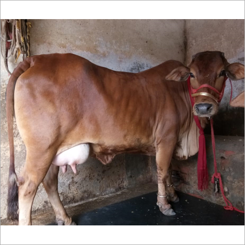 Brown Original Sahiwal Cow