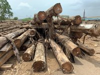 Teak Wood