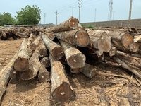 Teak Wood