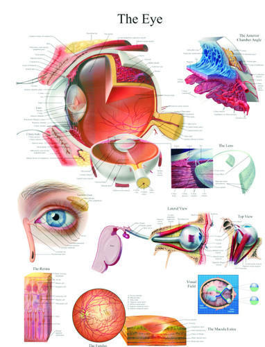 Human Eye Chart