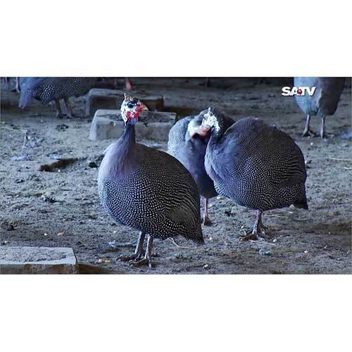 Titir Bird