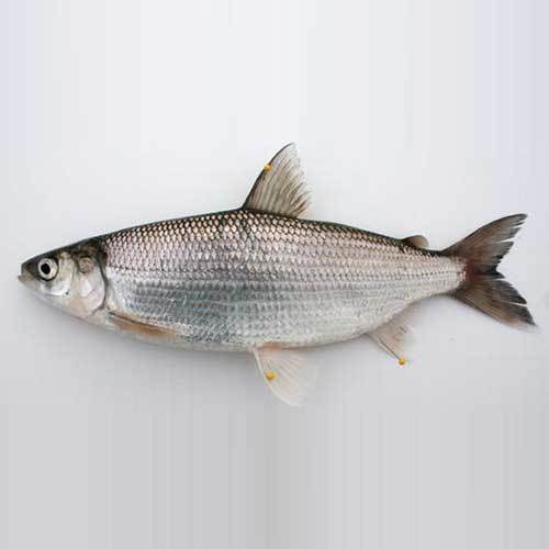Fish (Seafood)