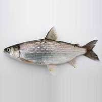 मछली (समुद्री भोजन)