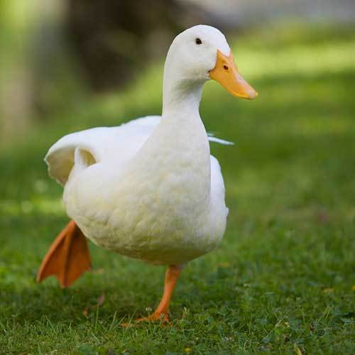 Ducks (Ducklings)