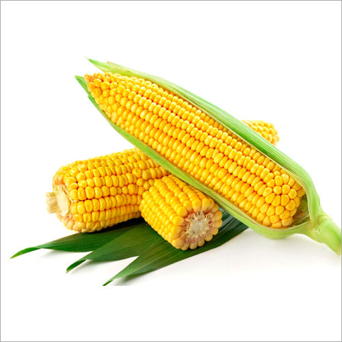 Yellow Maize at Best Price in Hiriyur, Karnataka | Vadia Agro Private ...