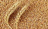 Whole Wheat grain