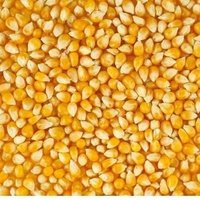 Yellow maize(Corn)