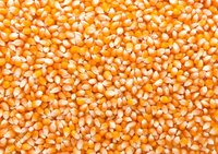 Yellow maize(Corn)