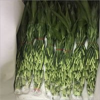 Lucky Bamboo Plant