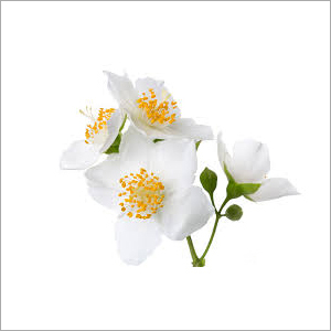 Jasmine Flower - Fresh Organic Beauty for Decoration | Elegant White Blooms Ideal for Cool & Dry Storage
