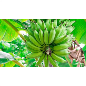 Cavendish Banana