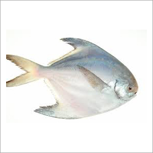 Pomfret By RJ IMPORT & EXPORT (INDIA)