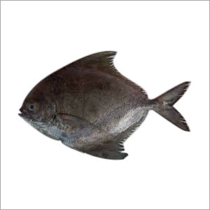 Pomfret Black