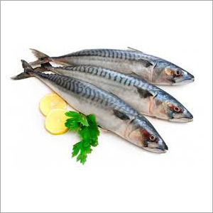 Mackerel