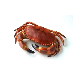 Crab By RJ IMPORT & EXPORT (INDIA)