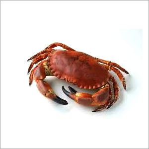 Crab