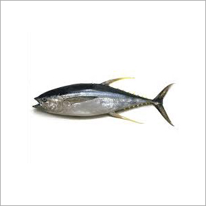 Sliced Tuna Fish