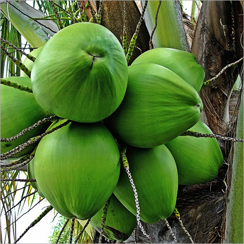 Green Tender Coconut