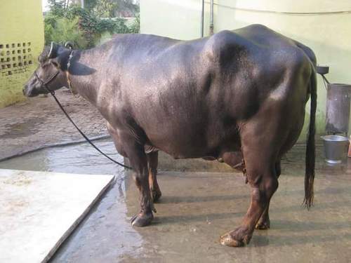 Black Murrah Buffalo