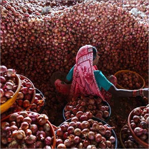 Fresh Red Onion