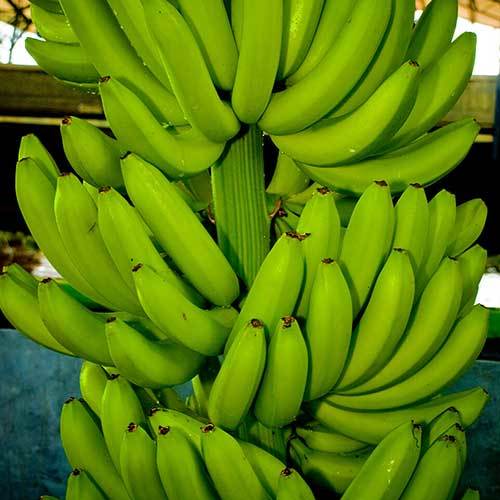 Fresh Banana - 15-20cm Green, 100-200g | Nutritious, Fresh, Digestive Aid, Weight Loss, Preventative Packaging