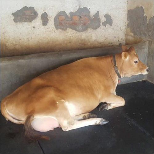 Indian Jersey Cow